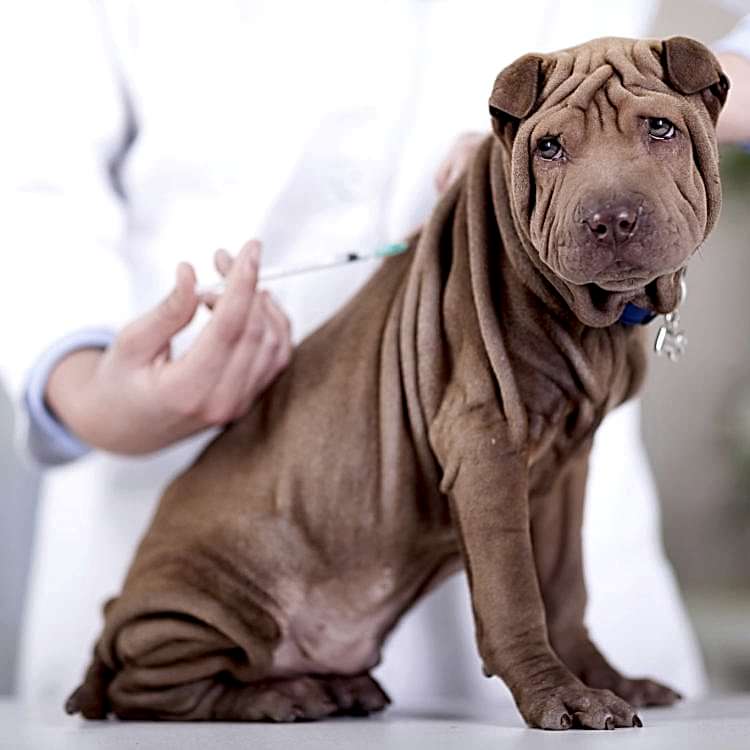 aşı köpek 2